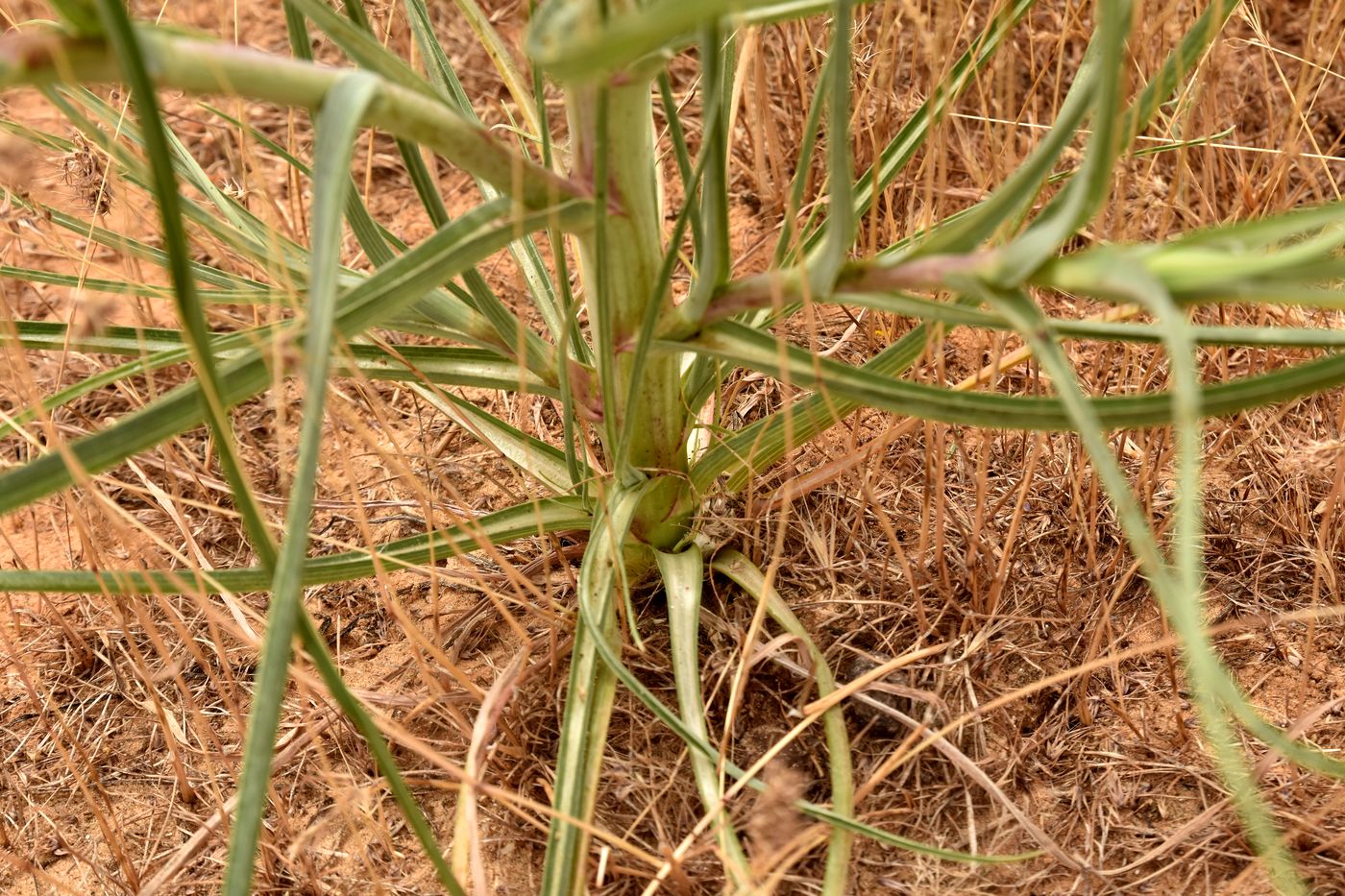 Image of Tragopogon dubius specimen.