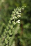 Scutellaria albida