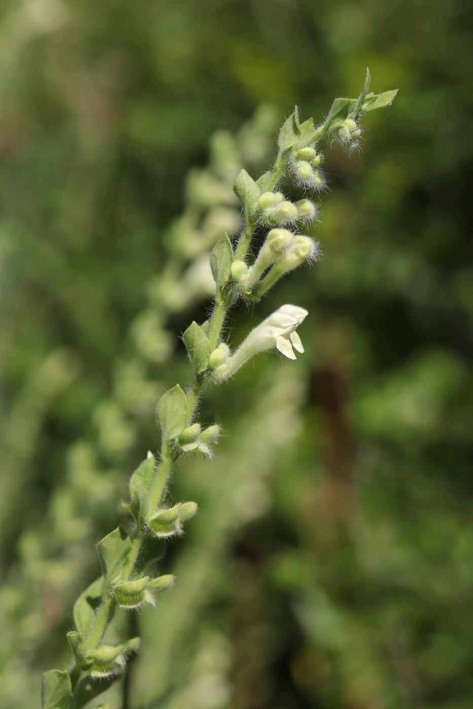 Image of Scutellaria albida specimen.