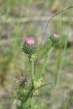 unknown species. Верхушка расцветающего растения. Грузия, край Самцхе-Джавахети, ок. крепости Тмогви, выс. 1370 м н.у.м., горная степь. 6 июня 2026 г.