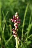 unknown species. Соцветие. Грузия, край Самцхе-Джавахети, Ахалцихский муниципалитет, 1,4 км от окр. с. Гуркели, левый борт р. Цинубанисцкали, выс. 1000 м н.у.м., луг, сырой участок. 8 июня 2026 г.