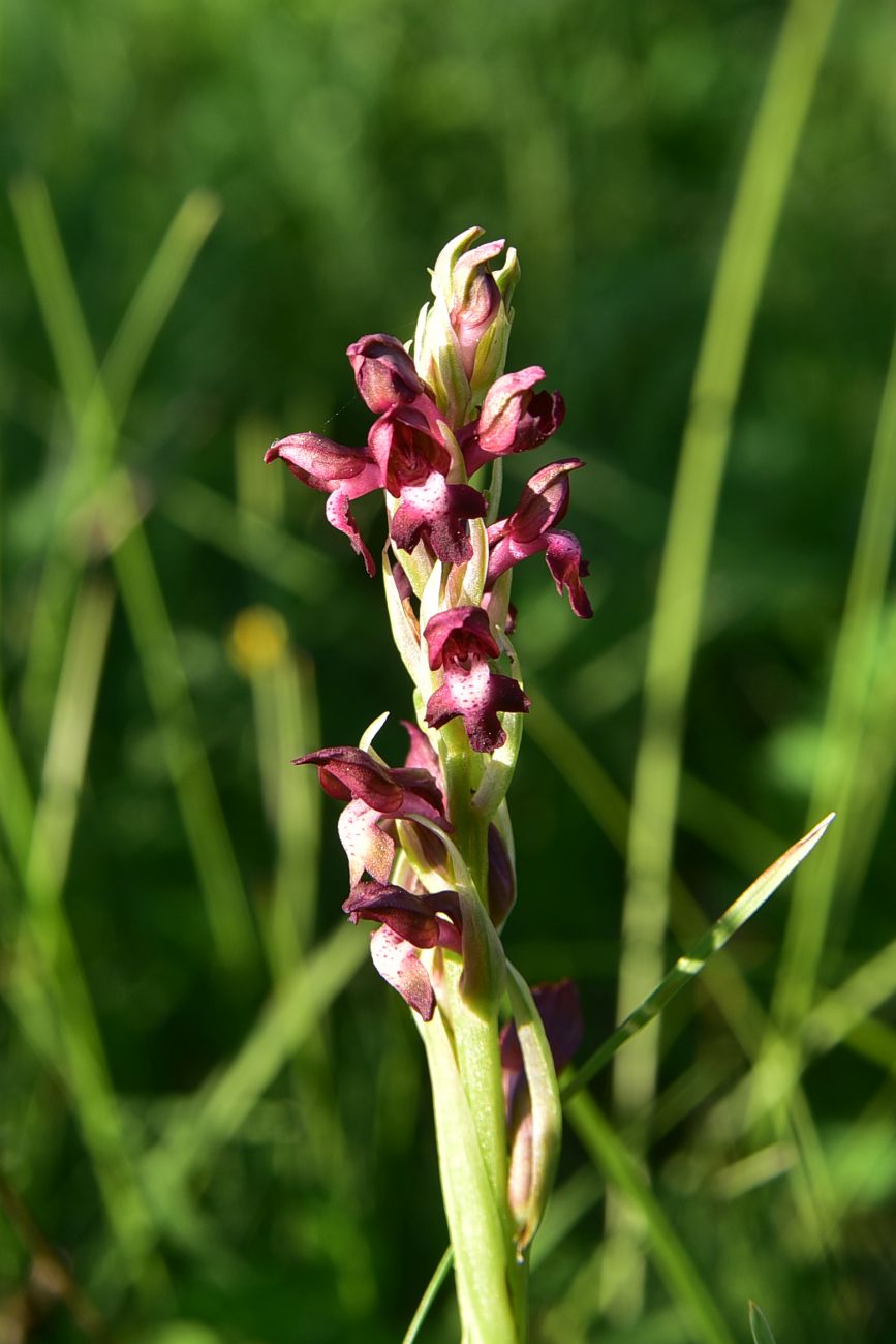 Image of Anacamptis coriophora specimen.