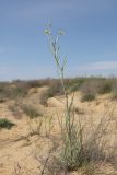 genus Tragopogon