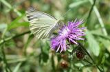 Centaurea jacea. Соцветие с бабочкой Pieris brassicae. Узбекистан, г. Ташкент, Ботанический сад им. Ф.Н. Русанова, в культуре. 25.07.2026.