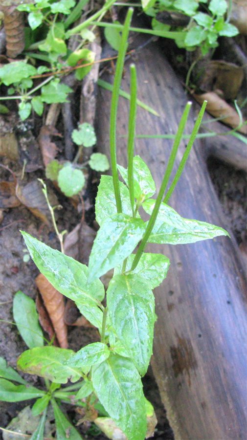 Image of Epilobium roseum specimen.