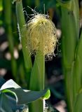 Zea mays. Женское соцветие-початок (видны торчащие из обёрток рыльца пестиков). Московская обл., гор. округ Серпухов, дол. р. Протва, в культуре. 09.08.2026.