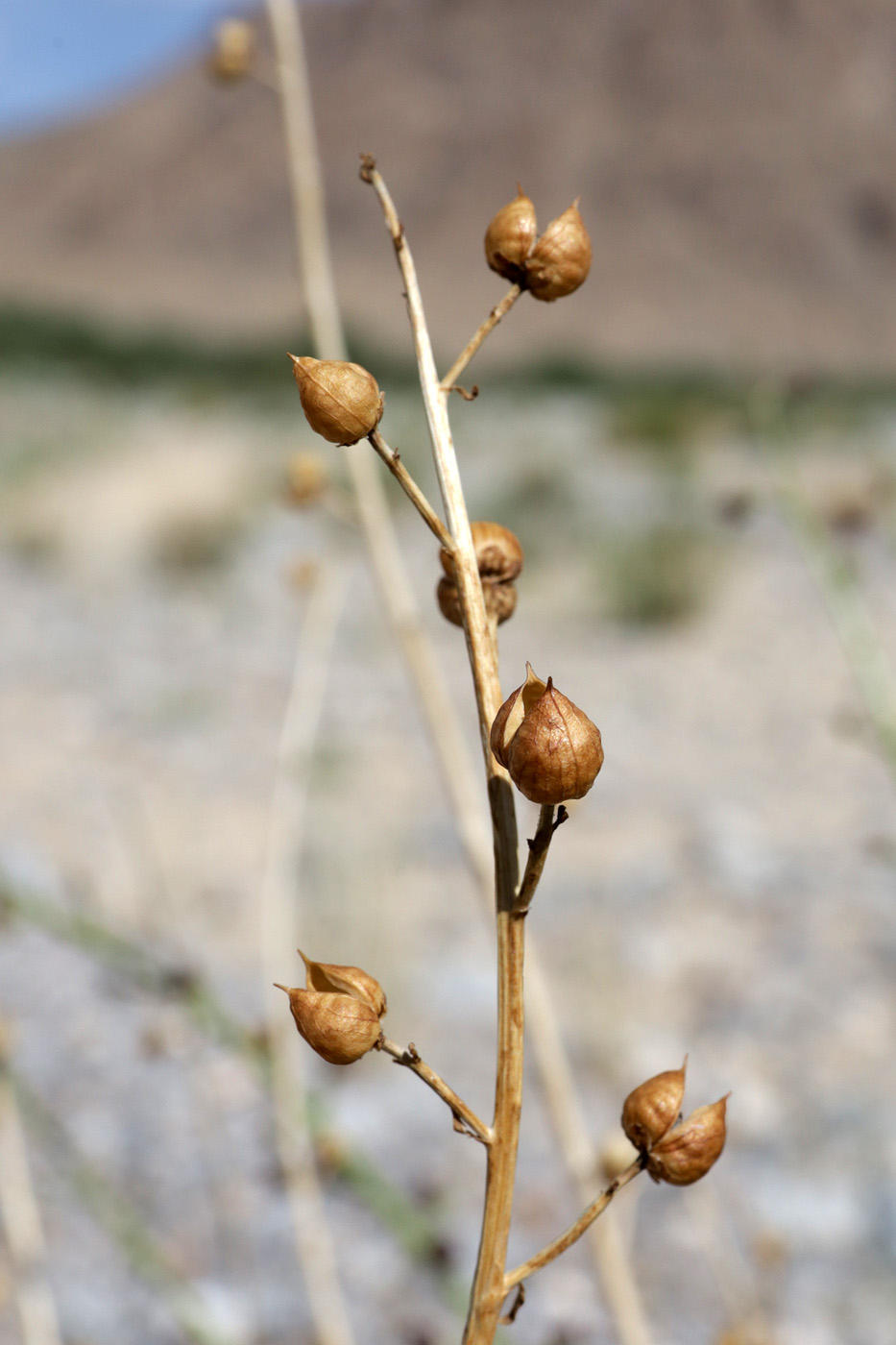 Изображение особи род Scrophularia.