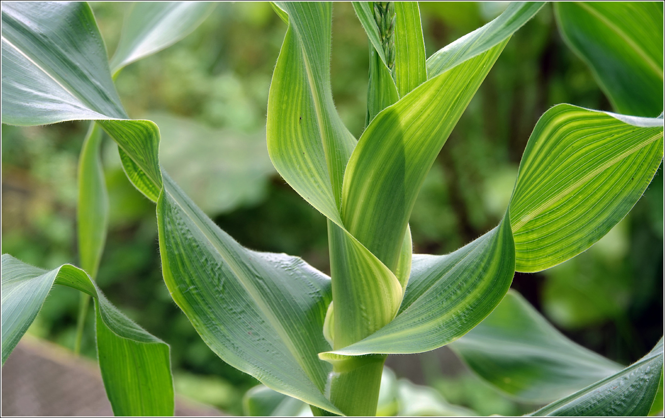 Image of Zea mays specimen.