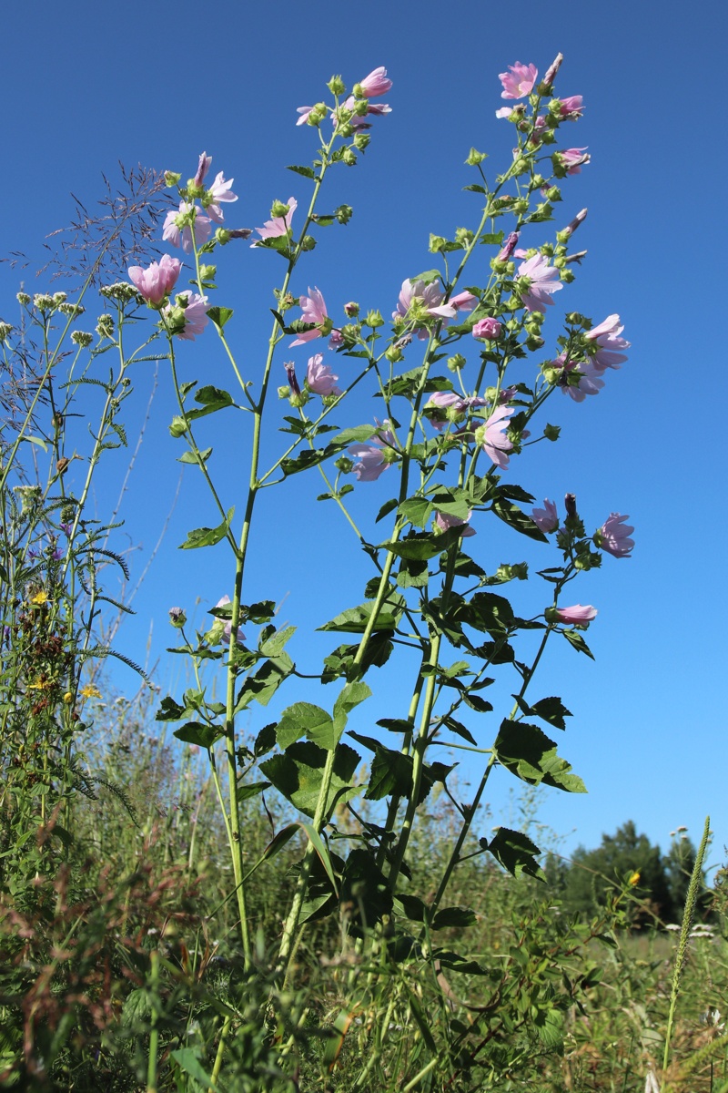 Image of Malva thuringiaca specimen.