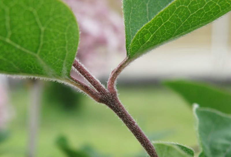 Image of Syringa meyeri specimen.