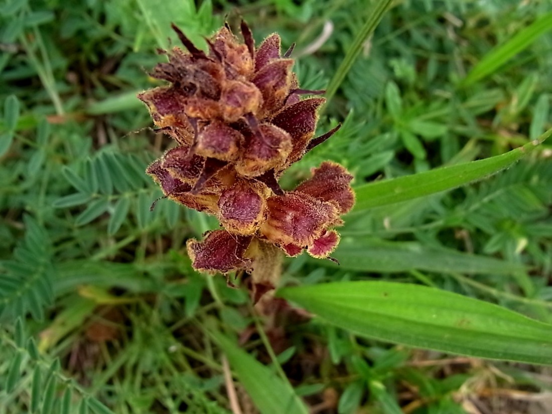 Image of Orobanche gracilis specimen.