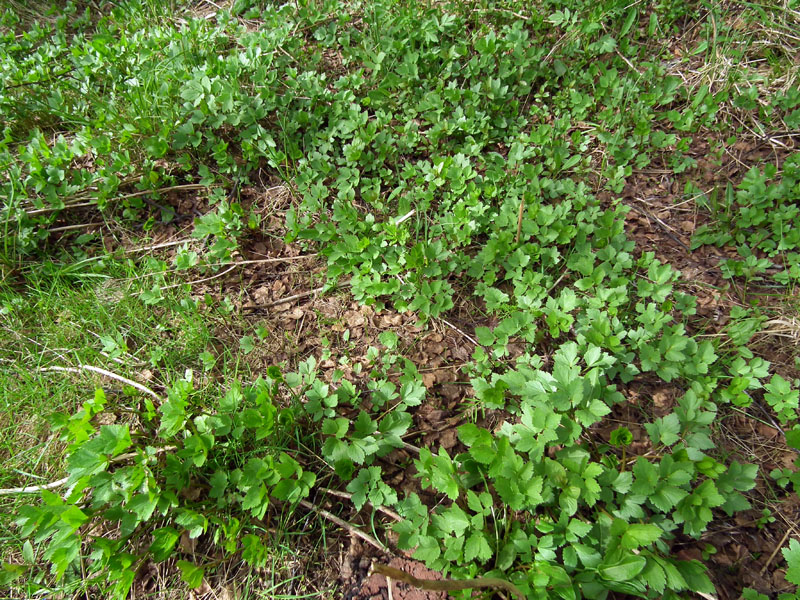 Image of Ligusticum scoticum specimen.