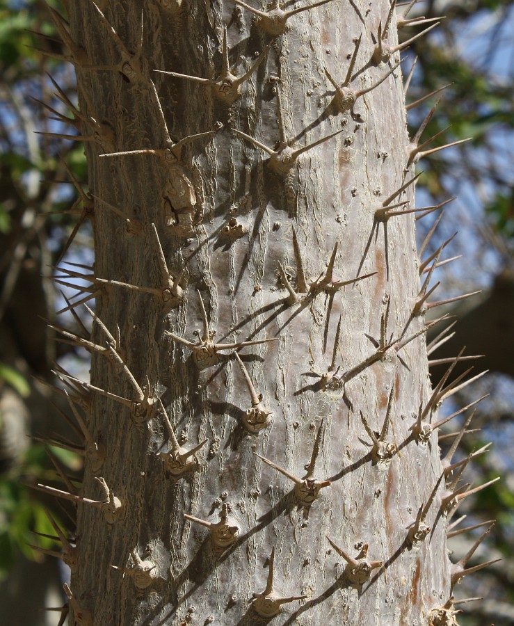 Изображение особи Pachypodium lamerei.