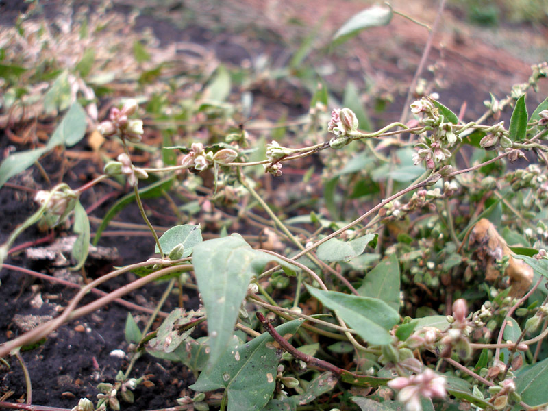 Image of Fallopia convolvulus specimen.