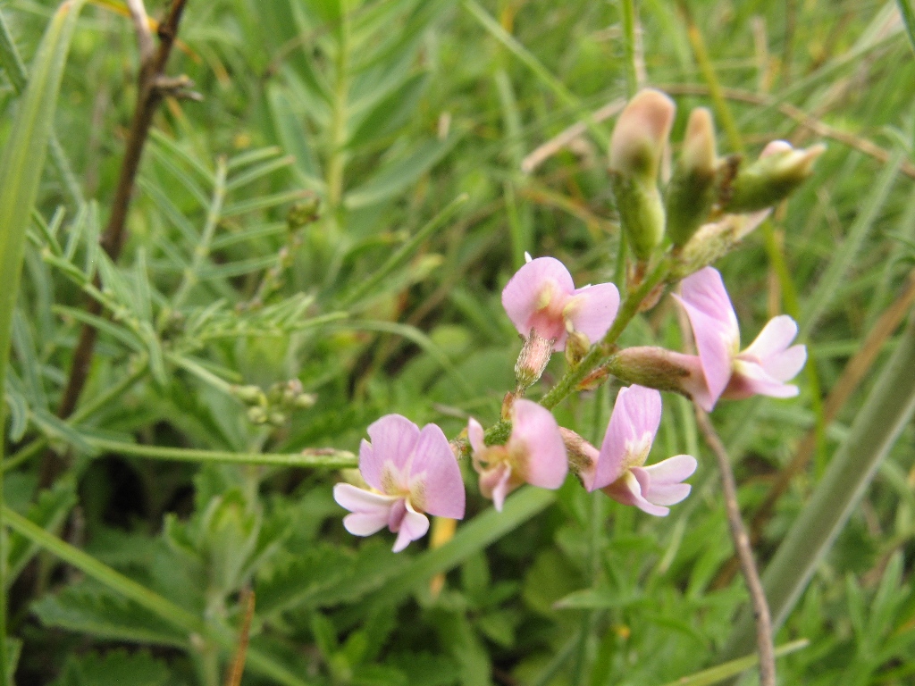 Изображение особи Astragalus austriacus.