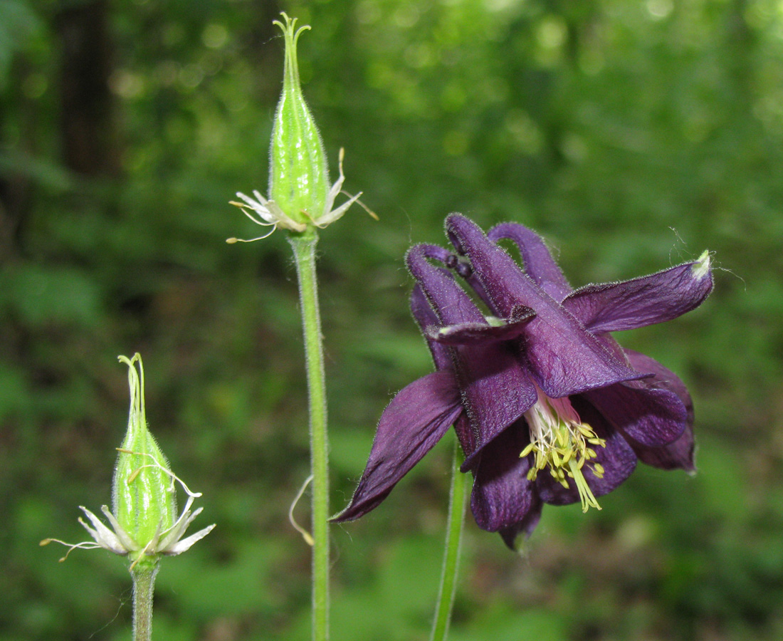 Изображение особи род Aquilegia.