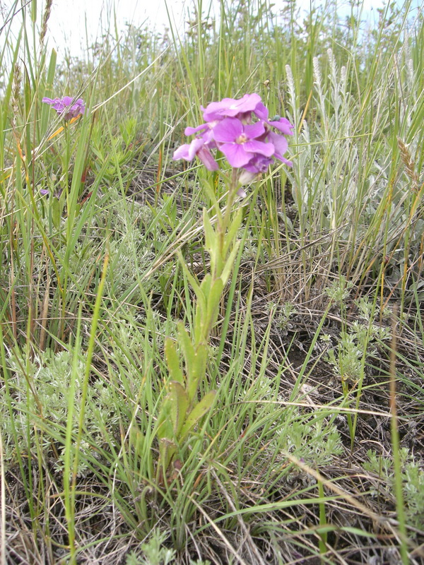 Image of Clausia aprica specimen.