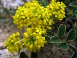 genus Alyssum. Соцветия. Крым, Тарханкут, каменистый обрывистый склон. 26 июня 2011 г.
