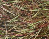 Agrostis stolonifera