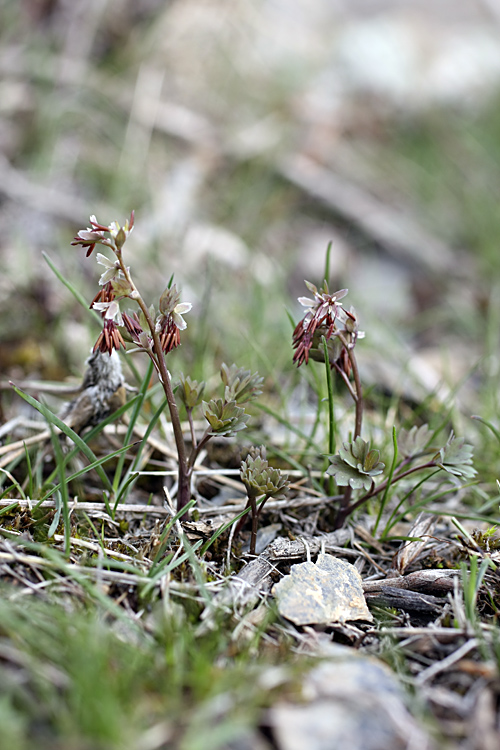 Изображение особи Thalictrum isopyroides.