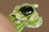 Image of taxon representative. Author is Вадим Прохоров