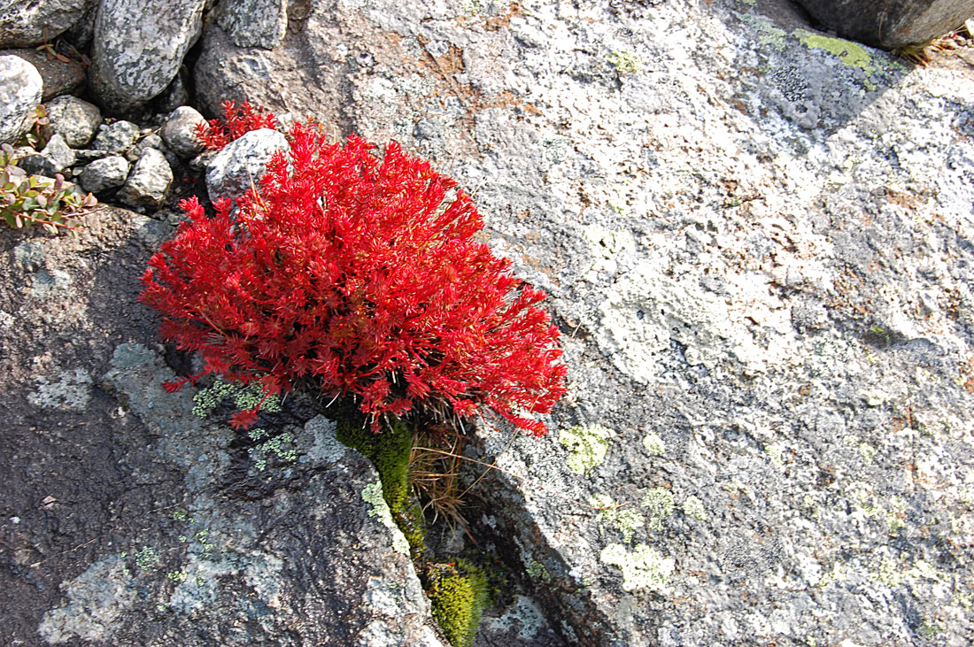 Image of Rhodiola quadrifida specimen.