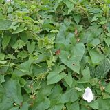 Calystegia sepium