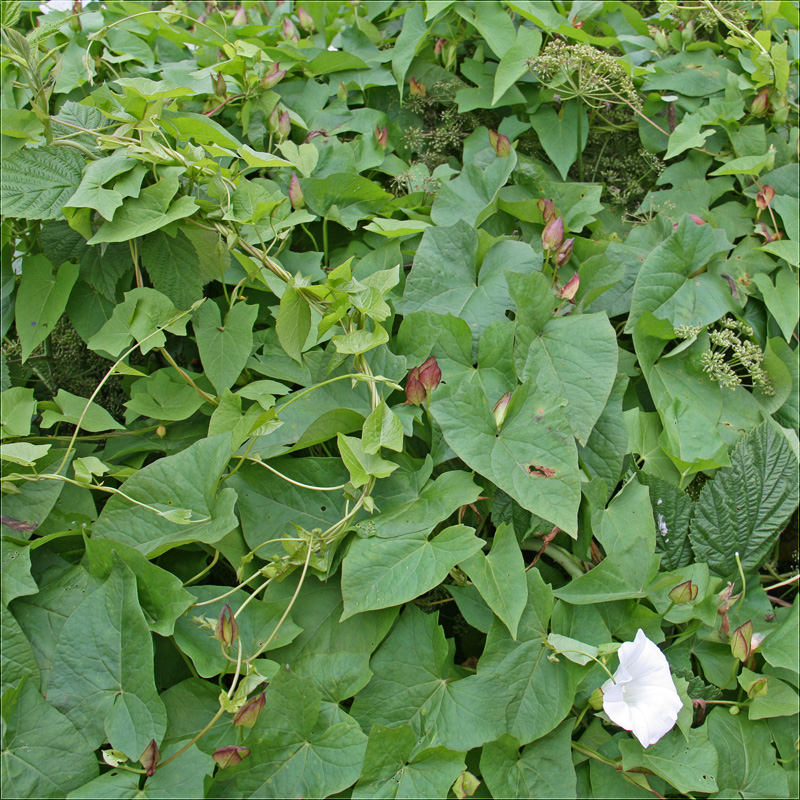 Image of Calystegia sepium specimen.