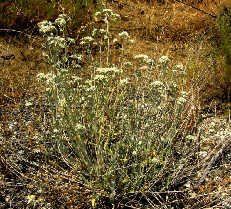 Изображение особи Teucrium capitatum.