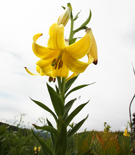 Изображение особи Lilium monadelphum.