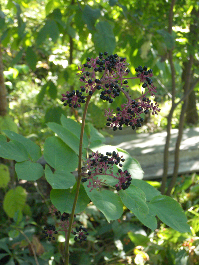 Изображение особи Aralia continentalis.