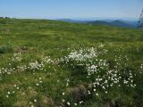 Eriophorum vaginatum