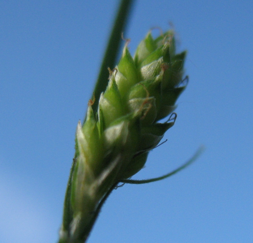 Image of Carex brunnescens specimen.