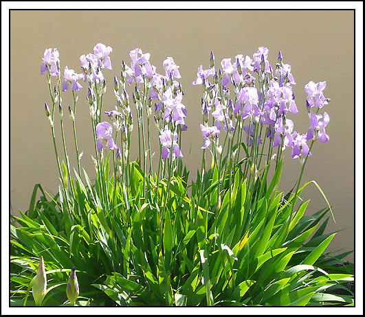 Image of Iris pallida specimen.