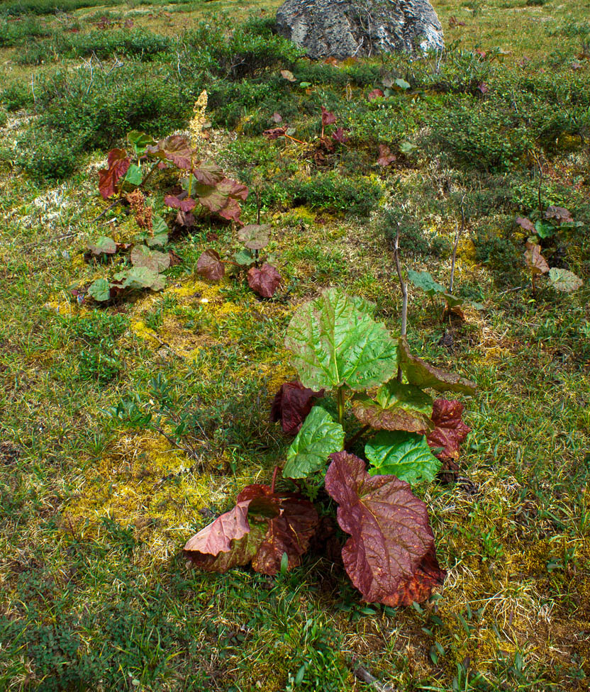 Image of Rheum compactum specimen.