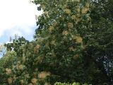 Kalopanax septemlobus. Крона плодоносящего растения. Приморье, Владивосток, Ботанический сад. 23.08.2009.