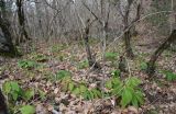 Helleborus caucasicus