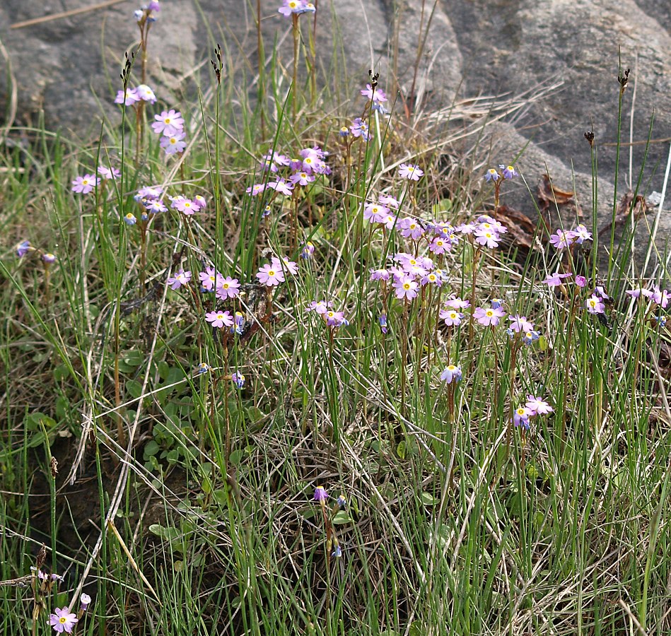 Image of Primula finmarchica specimen.