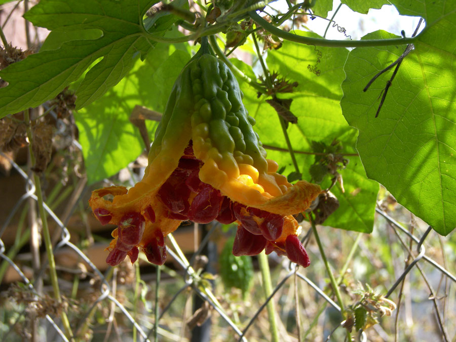 Изображение особи Momordica charantia.