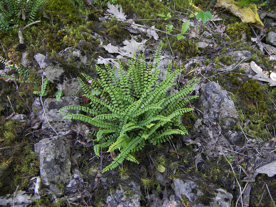 Изображение особи Asplenium trichomanes.