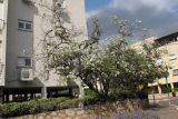 Bauhinia variegata. Старое цветущее дерево белоцветковой формы. Израиль, Шарон, г. Герцлия, в культуре. 01.04.2012.