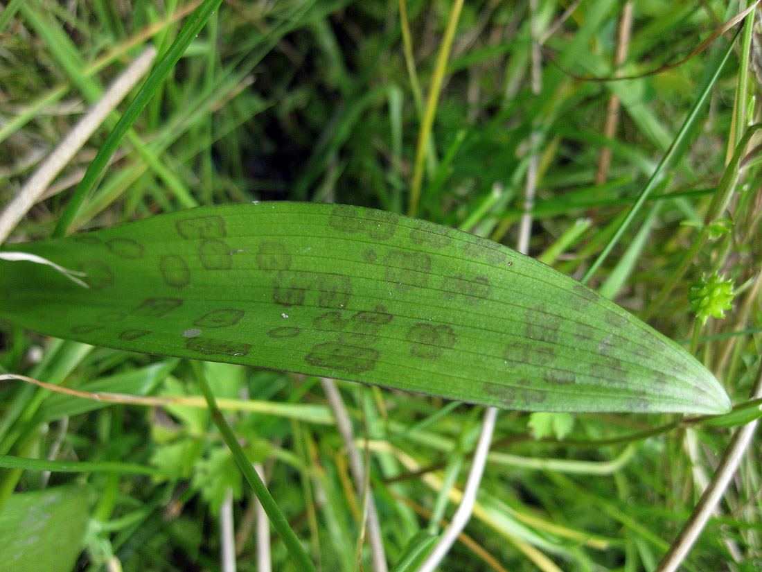 Изображение особи Dactylorhiza majalis.