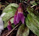 Erythronium sajanense