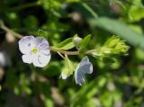 Veronica peduncularis