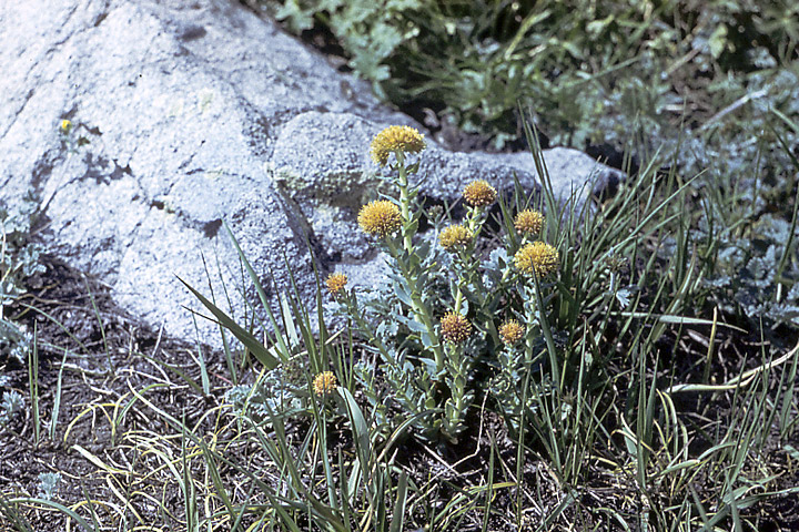 Изображение особи Rhodiola heterodonta.