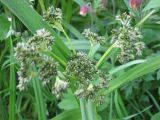 Scirpus sylvaticus. Распускающееся соцветие. Заболоченный луг. Ленинградская область (гатчинская \"чудо-поляна\"), 6 июня 2008 года.