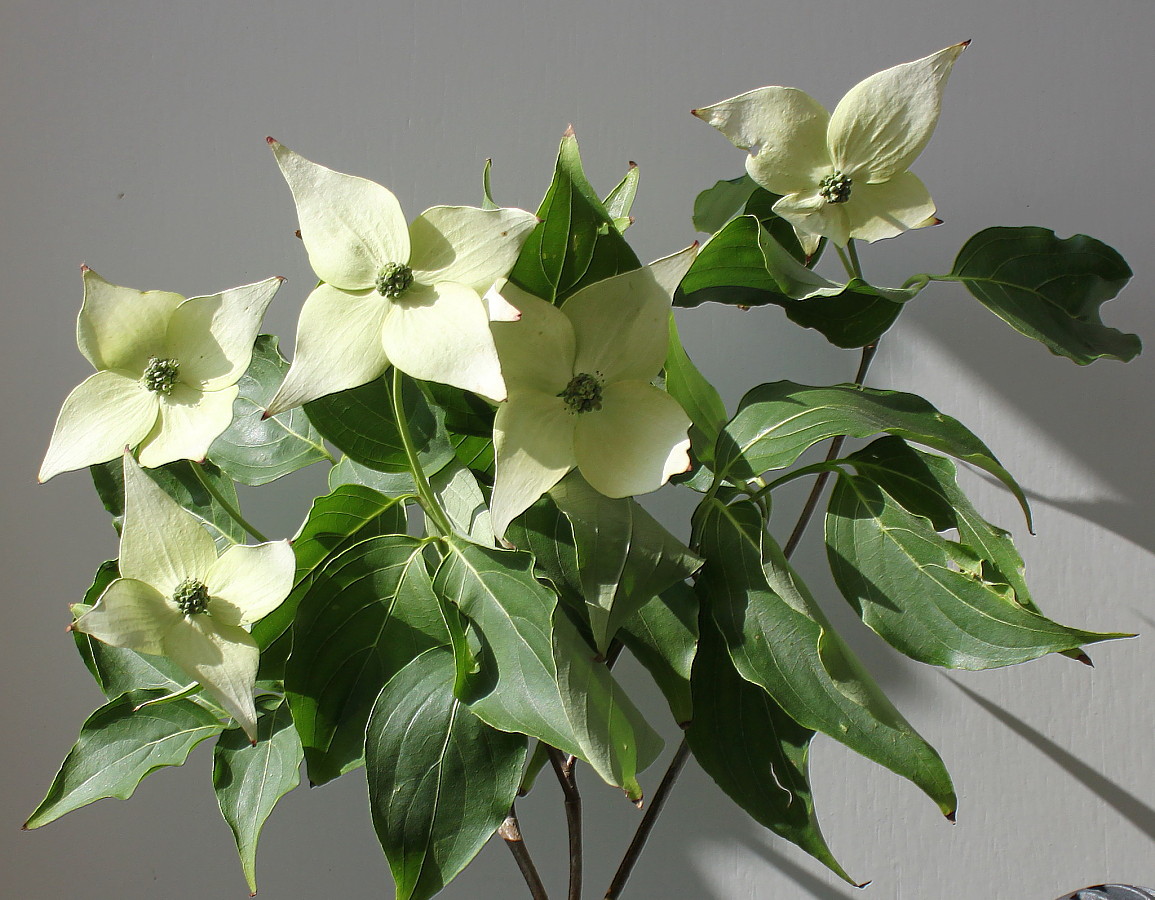 Изображение особи Cynoxylon kousa.