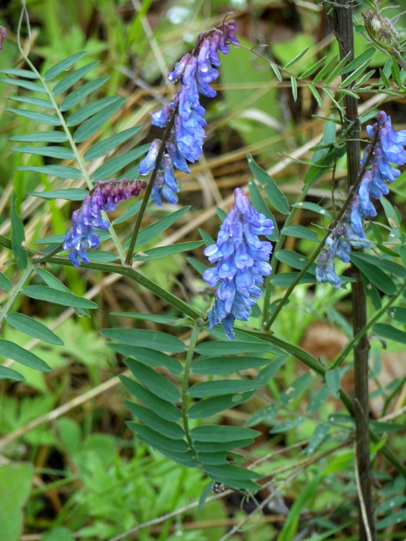 Image of Vicia cracca specimen.