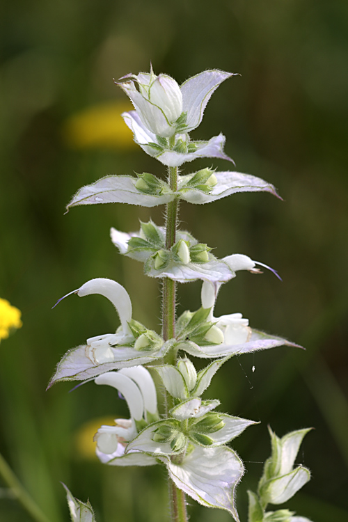 Image of Salvia sclarea specimen.