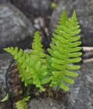 Polypodium vulgare. Спороносящее растение. Карелия, Ладожское озеро, остров Валаам. 19.06.2012.